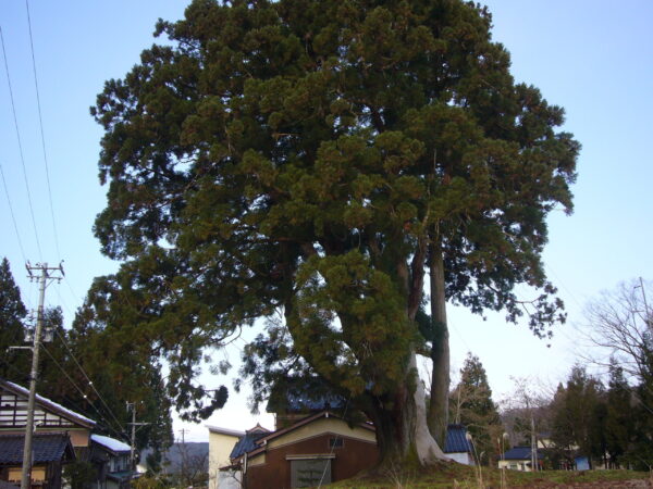 根際の幹廻り12ｍ、立山杉の巨木