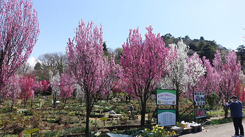 Hana-no-mori Tenjin-yama Garden