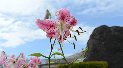 Nagabikino Lily Exhibition Garden