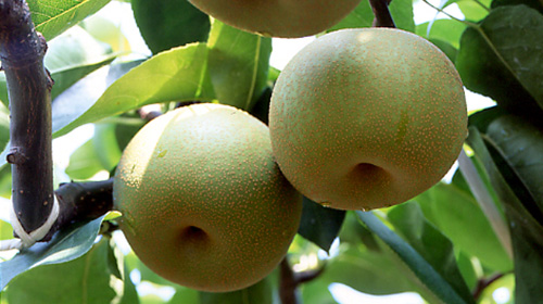 Pears