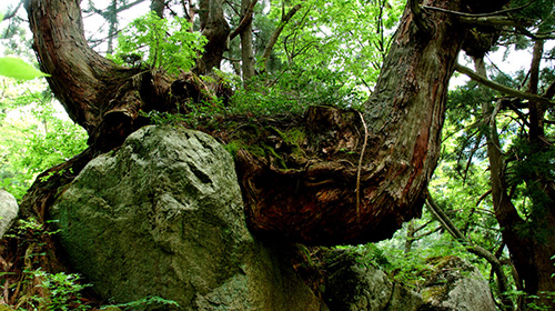 Dosugi Cedar / A Cluster of Dosugi Cedars